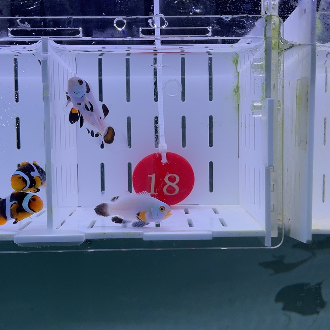 海水鱼白金熊猫礼服