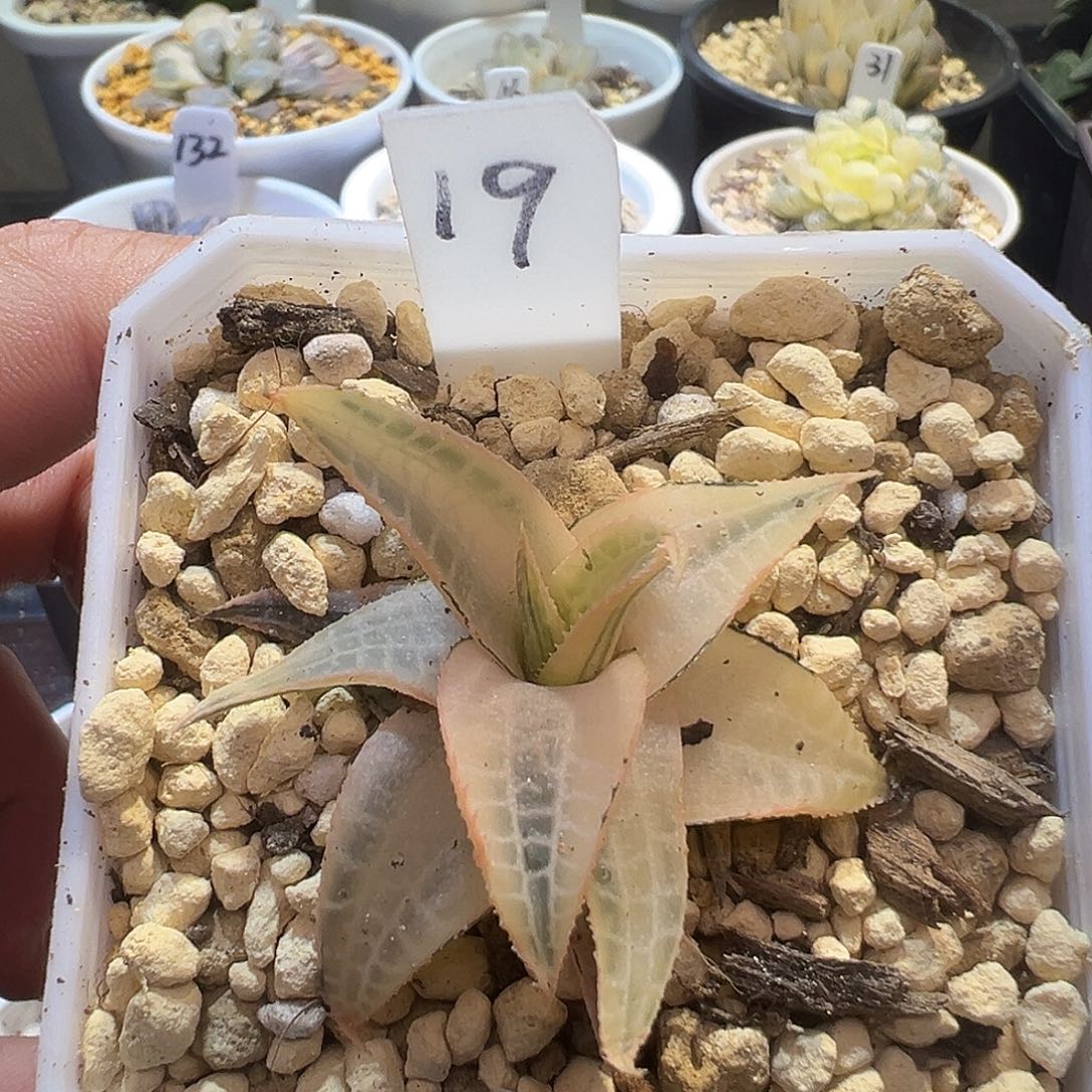 19号糊斑龙鳞锦特选