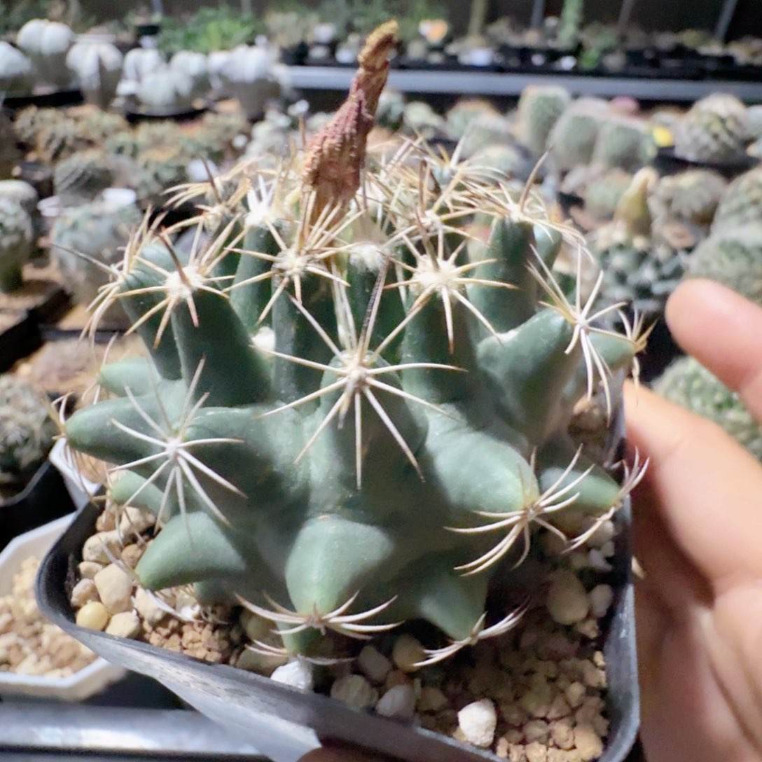 无花朵实生白鹰丸