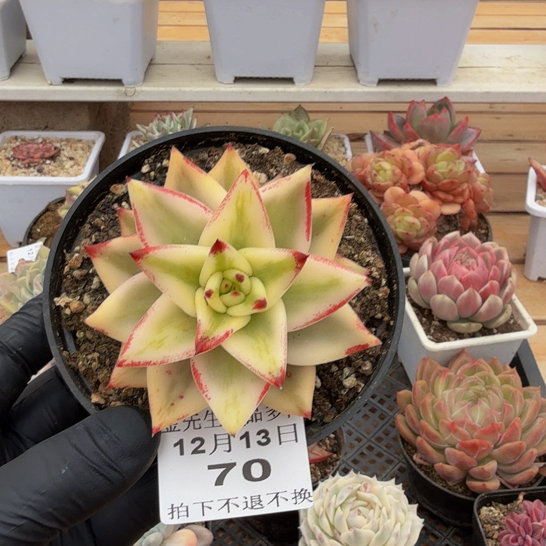 1213-70墨西哥玛丽亚锦