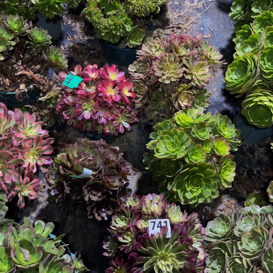 五颗法师朵朵1/13¥