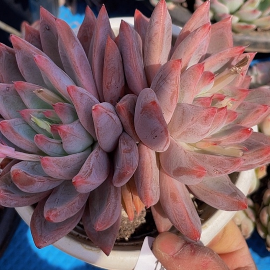 暖*圣途18020多肉