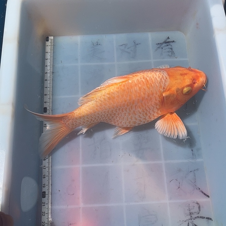 蝴蝶鲤鱼渔场直发72