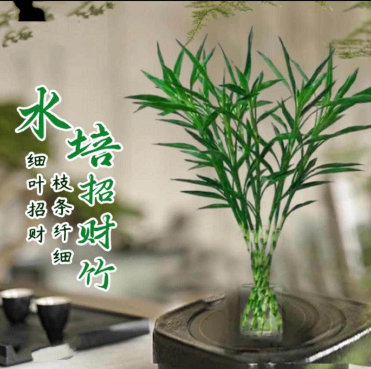 【招财进宝】招财竹水培绿植花卉盆栽水培富贵竹好养易活四季常青