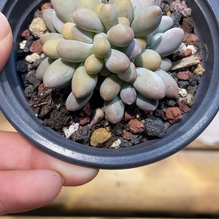 366号溜溜球啊啊啊捧花7头的