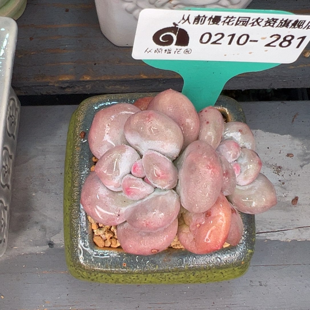 从前慢多肉精选编号0210.281