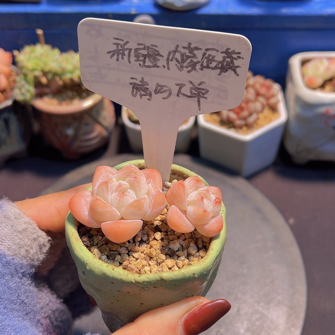 小脸冰玉，带盆发货，