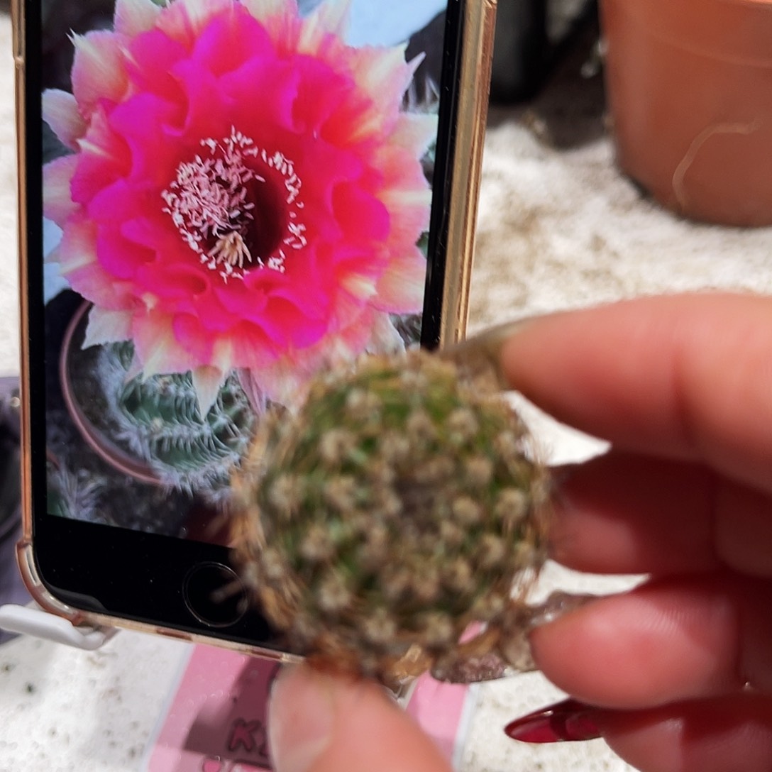 彩草99号测芽2.5公分左右