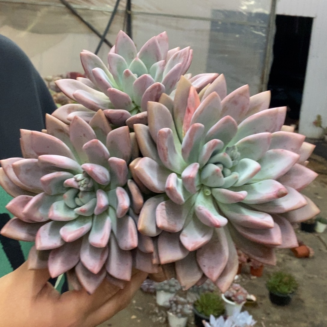 奥普琳娜三头起发，230杯