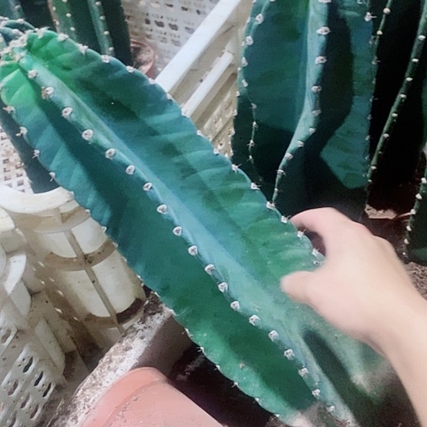 40公分左右脱土发货秘鲁苹果