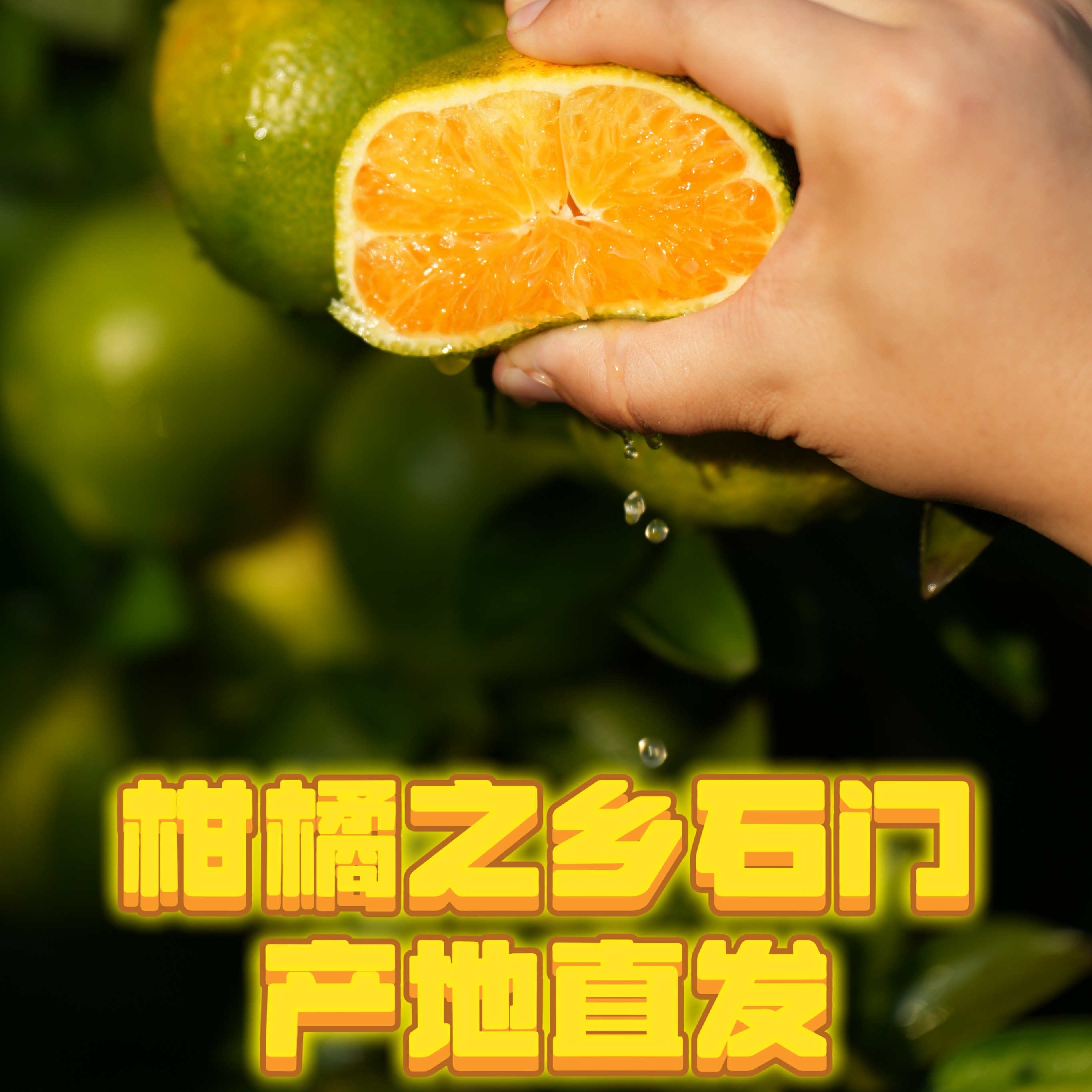 石门果王 现摘青皮无籽蜜桔皮薄多汁酸甜可口应季水果