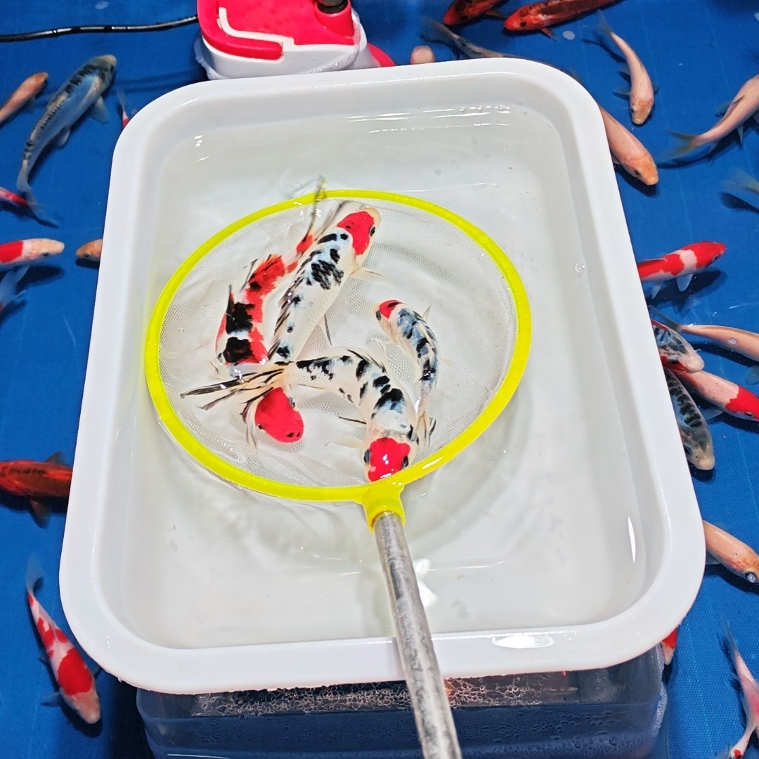 精品锦鲤观赏鱼，直播间拍