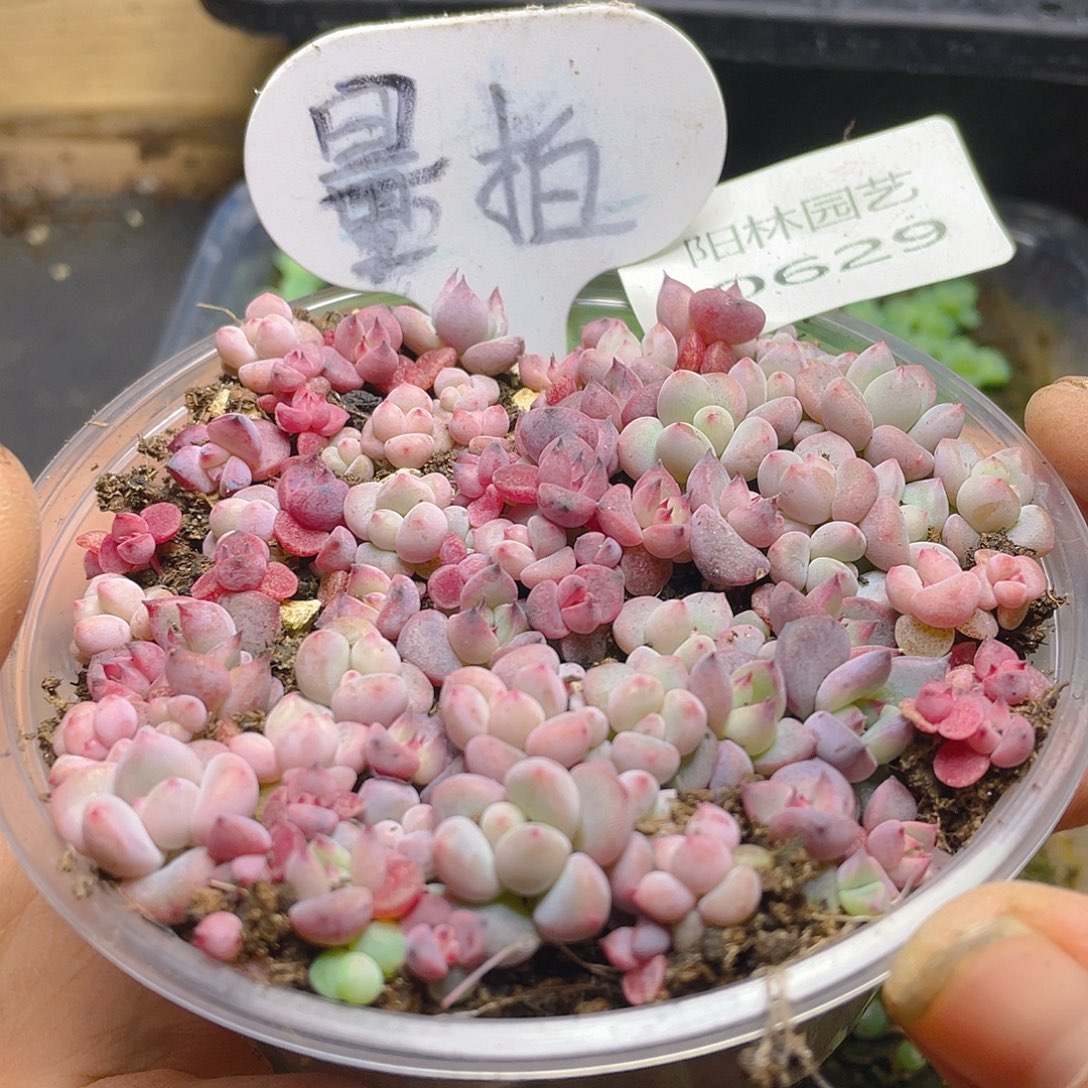 多肉植物多肉植物629
