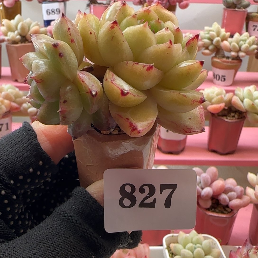 麦秆827 （38元包邮非偏远），带盆土发。