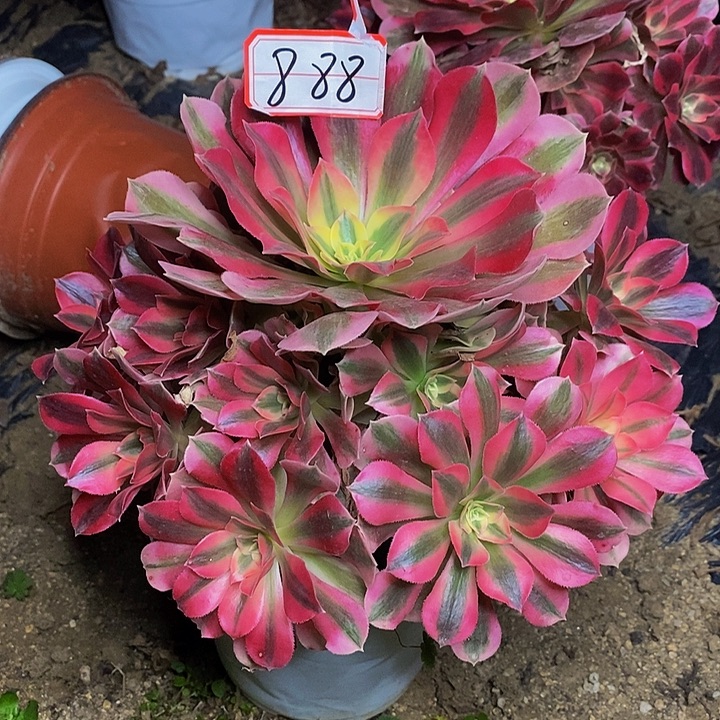 粉初恋老桩捧花888号