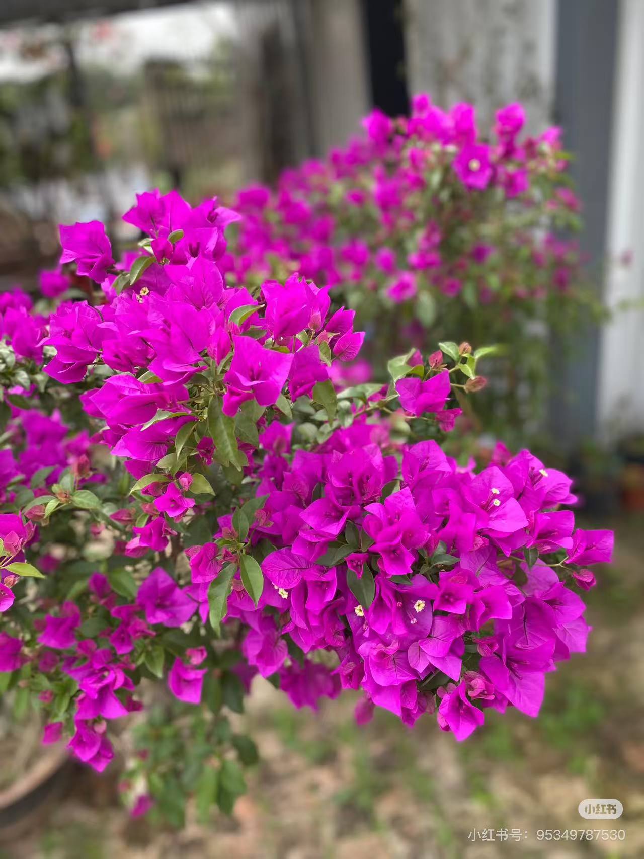 【安格斯云南紫】三角梅老桩原盆原土【运输途中会掉花落叶介意勿拍】