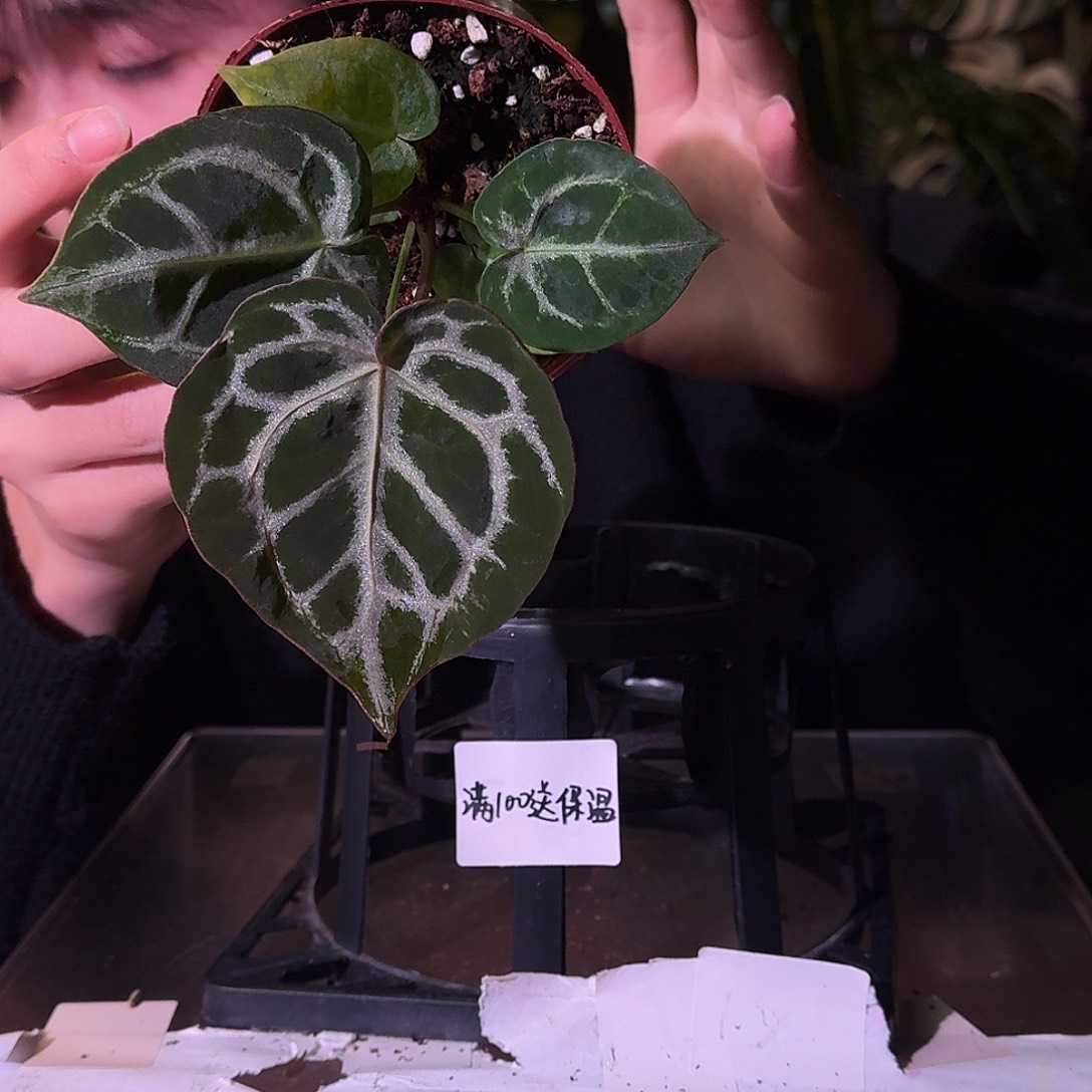 不开花植物H147红虎