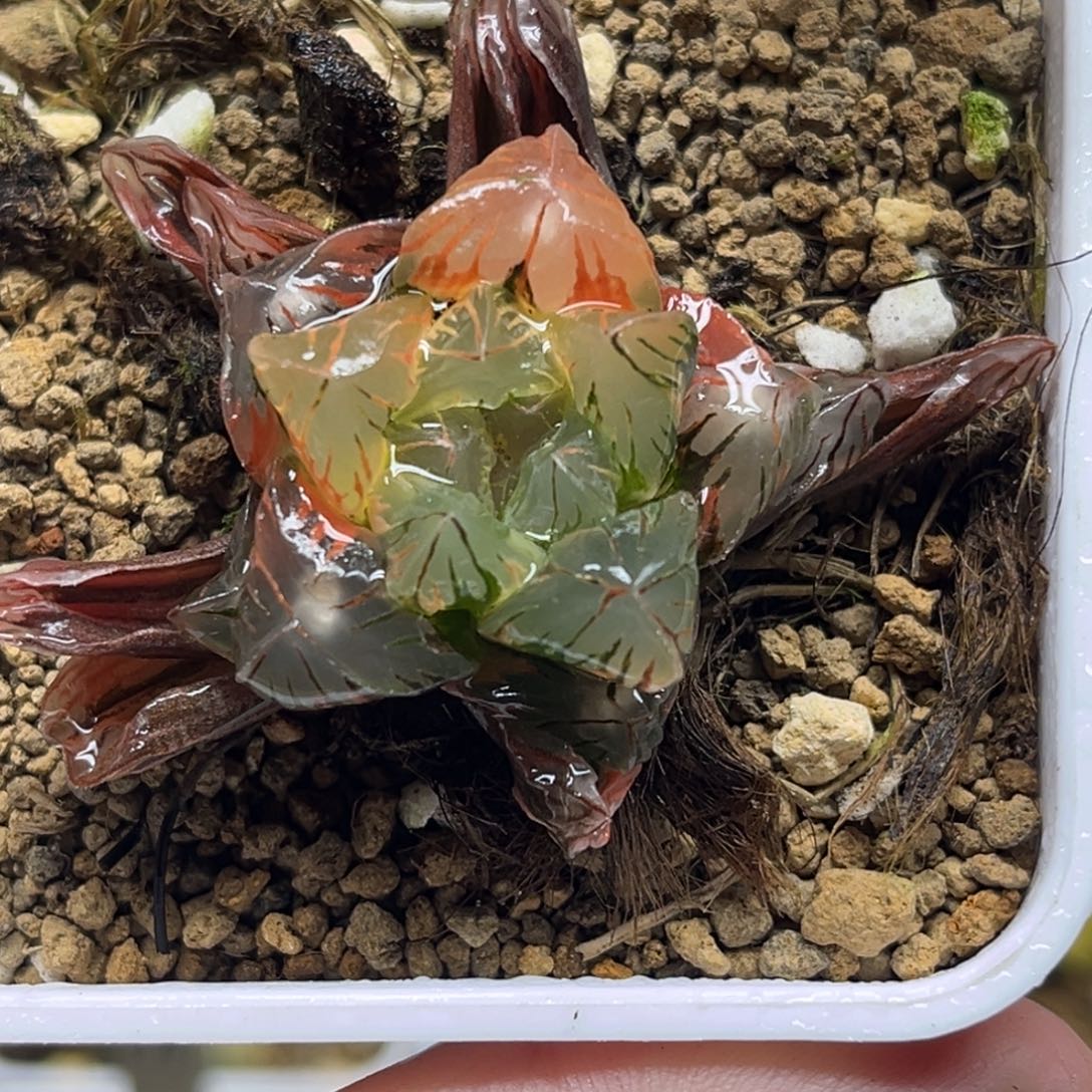 55老川灯芯玉露锦福利专场