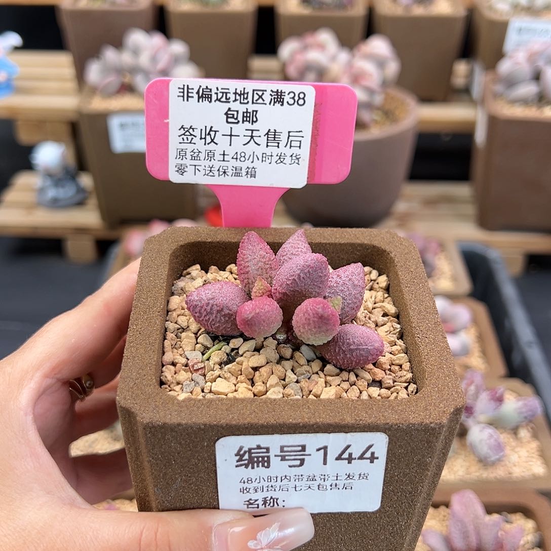 144糖果多肉植物