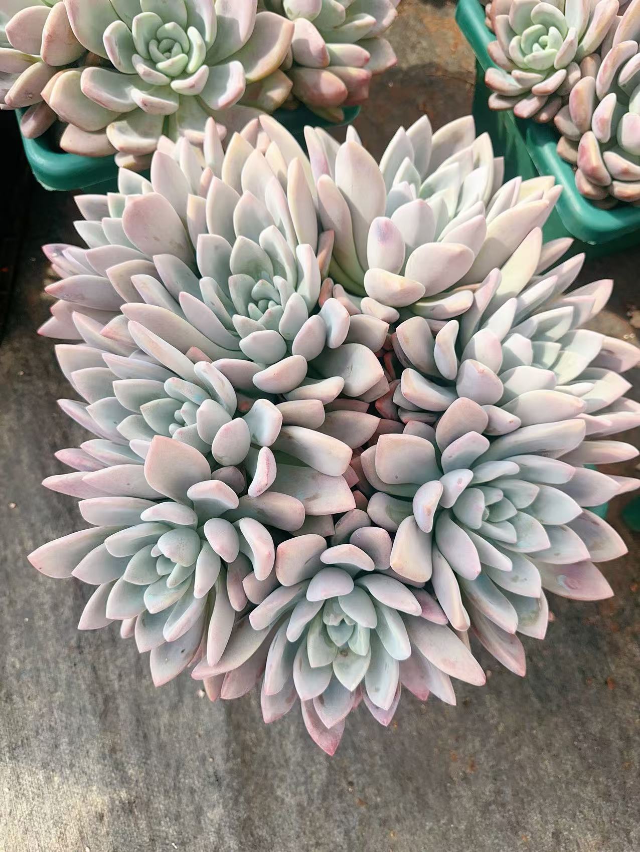 精品奥普琳娜 新手必拍 新手好看好养 昆明发货精品多肉植物
