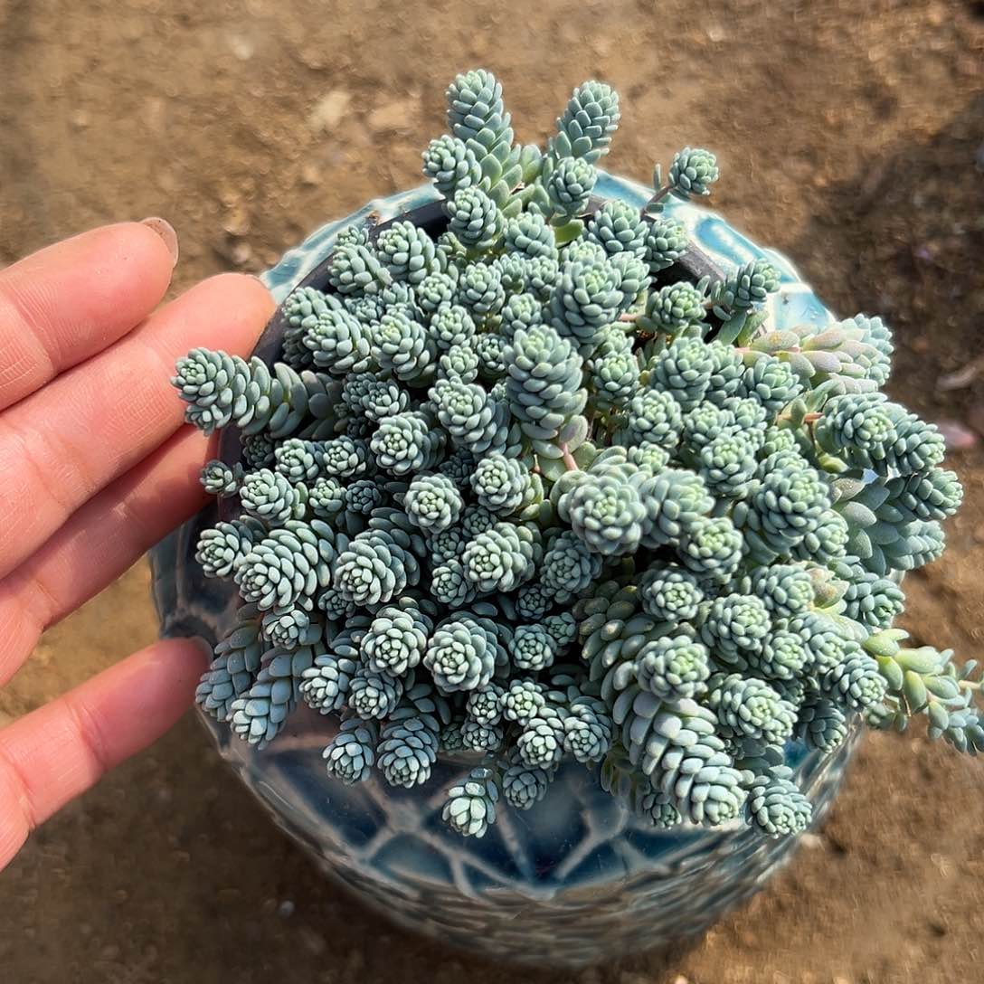 多肉植物姬姓美人