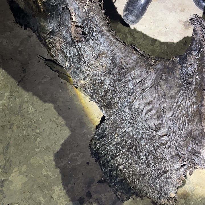 根***家金丝楠金丝楠阴沉木