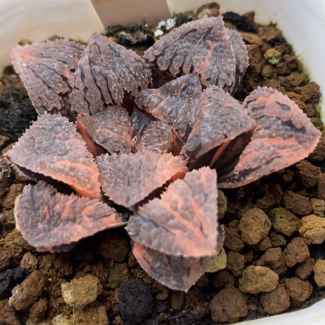 290具味城锦一物一拍