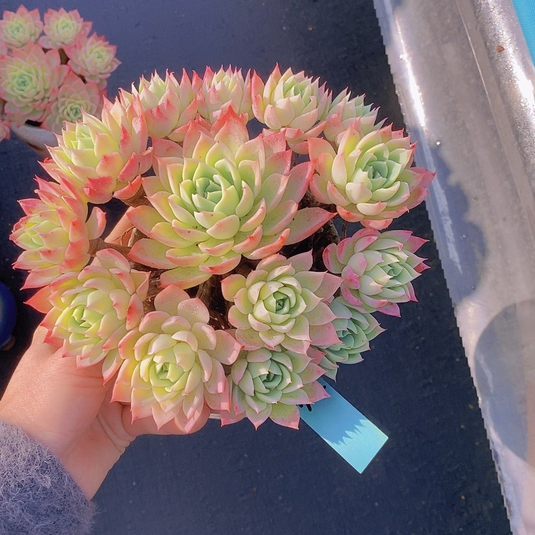 734多肉植物老桩