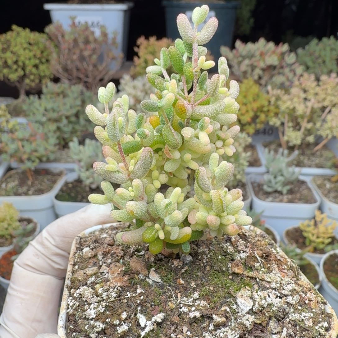 A379米粒阴阳拉丝锦