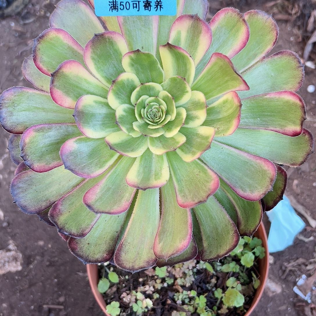 多肉植物多肉植物796