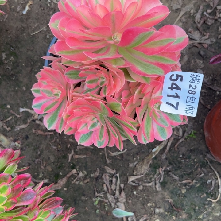 5417女巫多肉植物