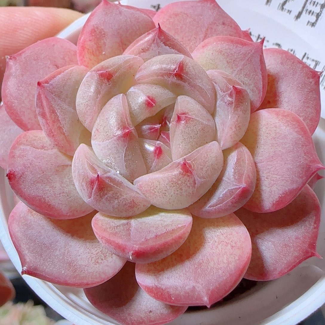 花语多肉1205-306甜心
