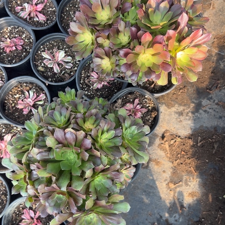 多肉植物子母单➕七彩不售后