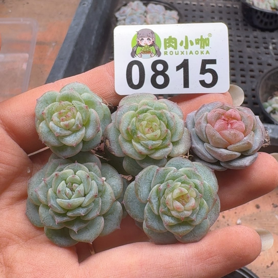 多肉植物多肉植物