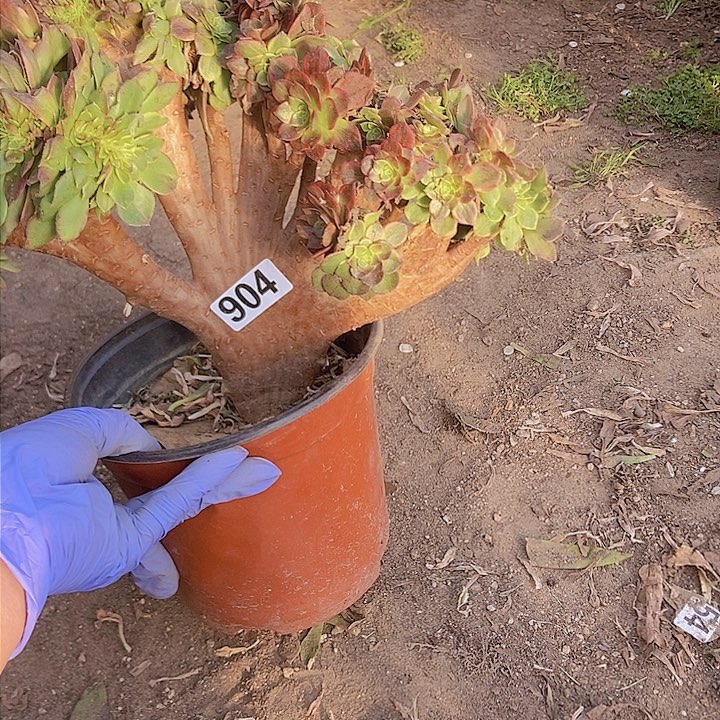 904万黄缀化老板子法师