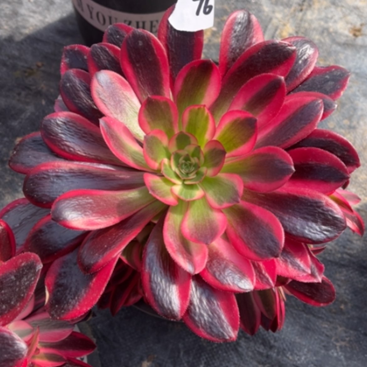 【闪购商品】76黑金美杜莎多肉法师