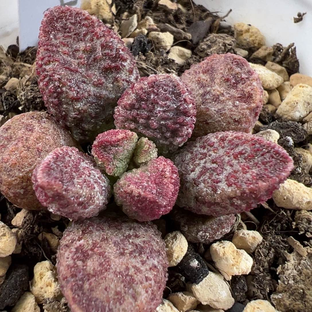 实生新品024-1835花型多肉植物