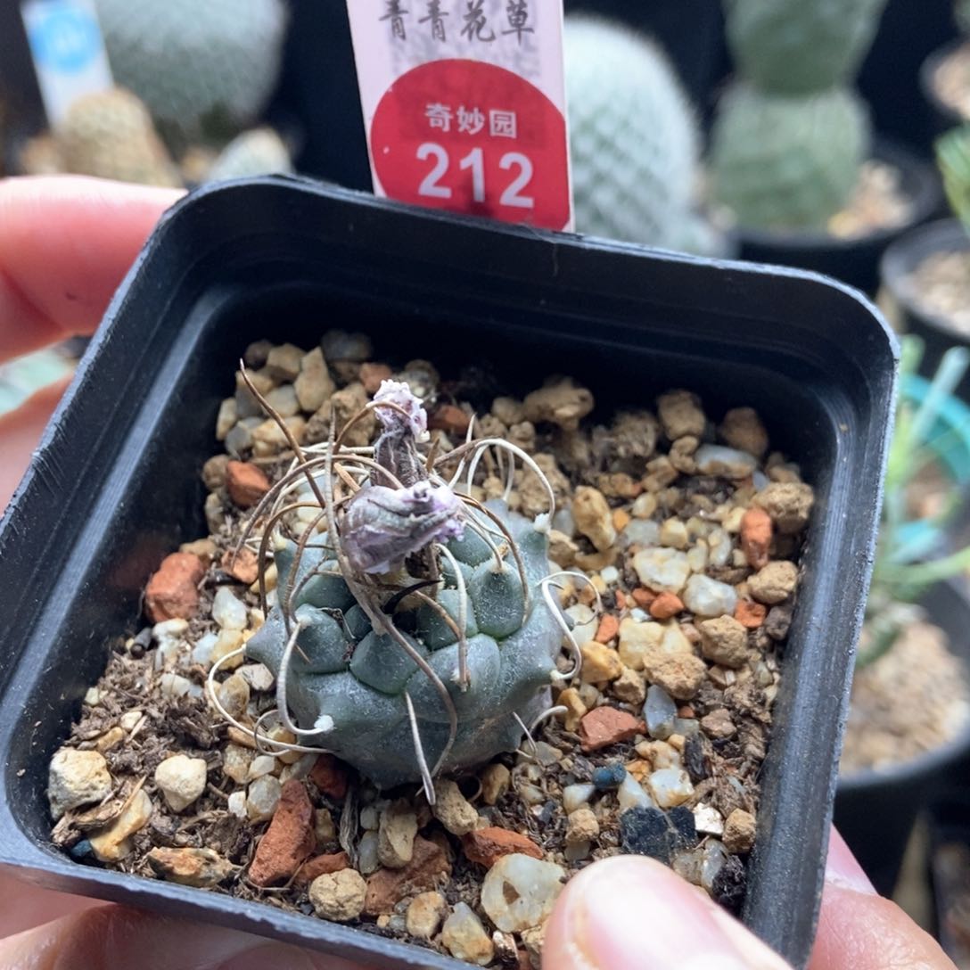 实生紫花长刺乌城丸娇丽2.6cm