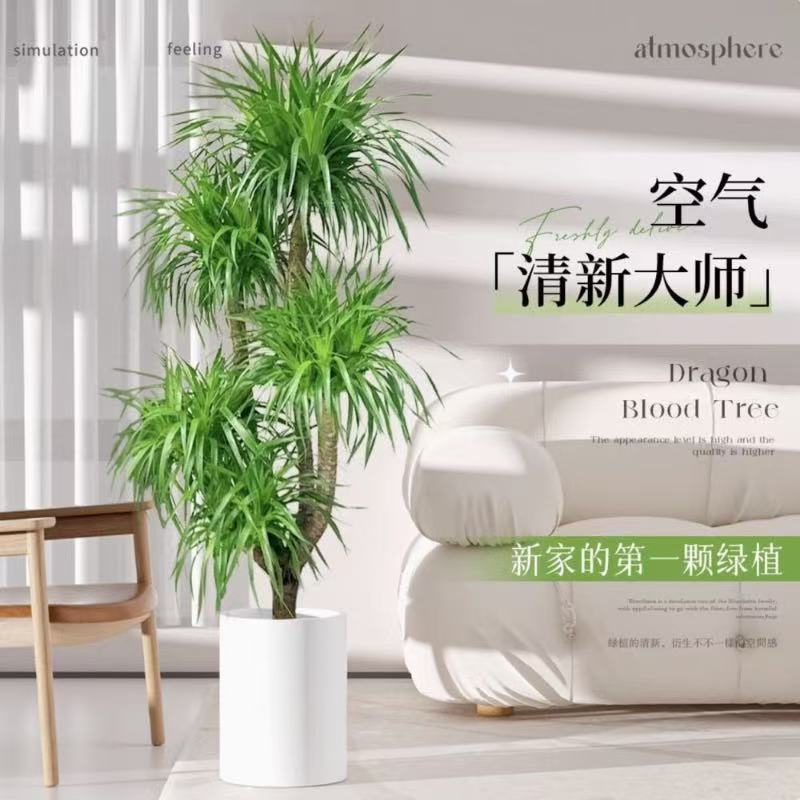 高档龙血树客厅办公室大型盆栽开业招财树乔迁旺宅多头老桩龙须树