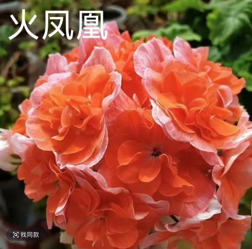 半兽系直立天竺葵【火凤凰】盆栽庭院室内外花卉植物原盆原土