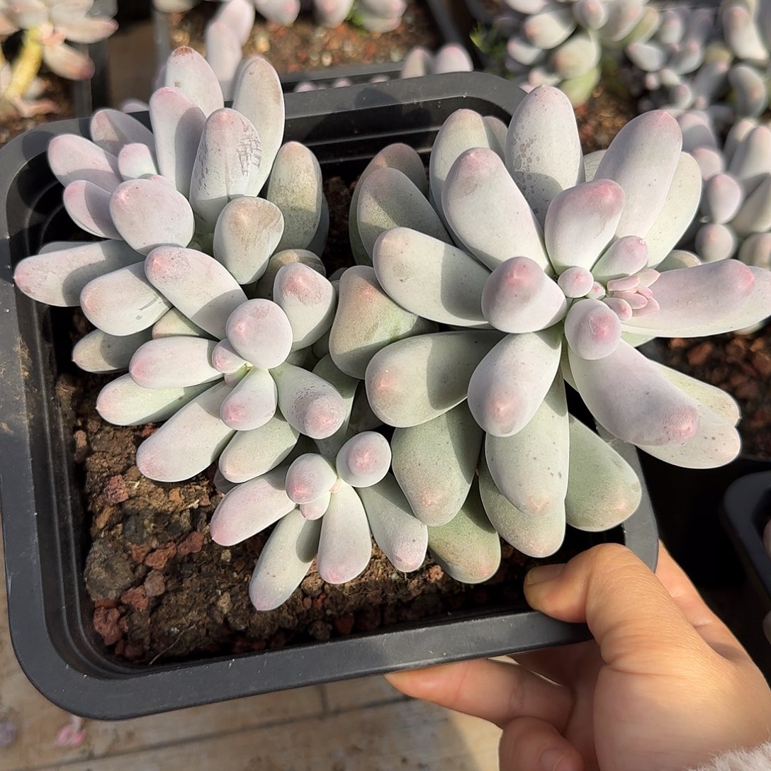 米可奶整无砍群生多肉