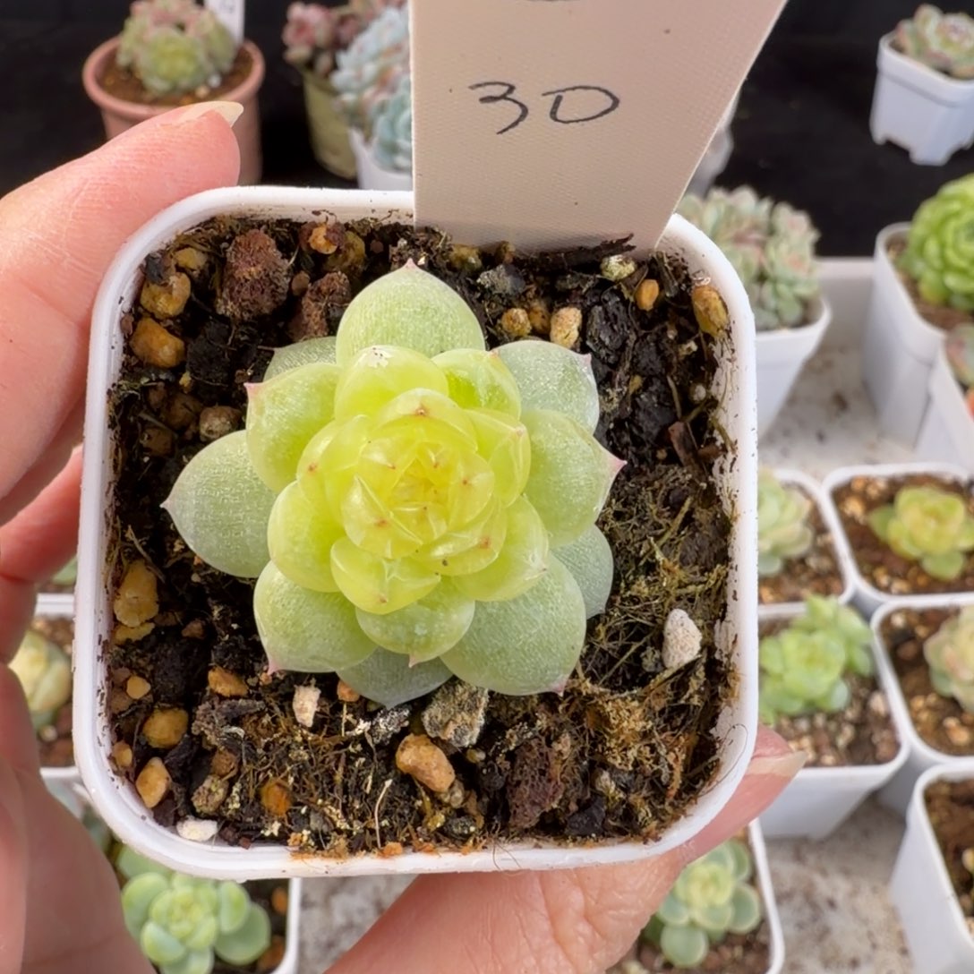 多***富小暴富一颗邀月发货