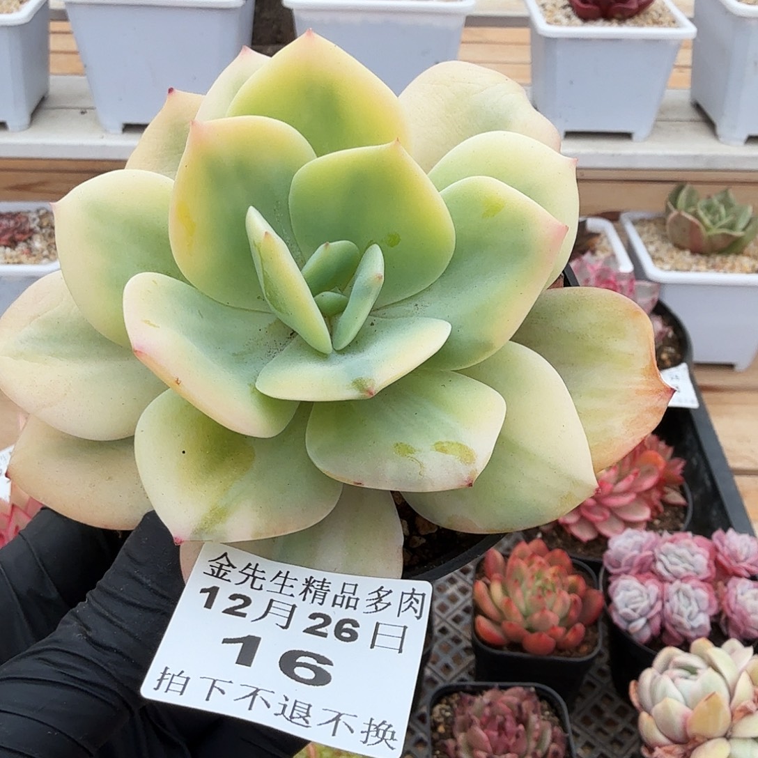 1226-16白风锦单头