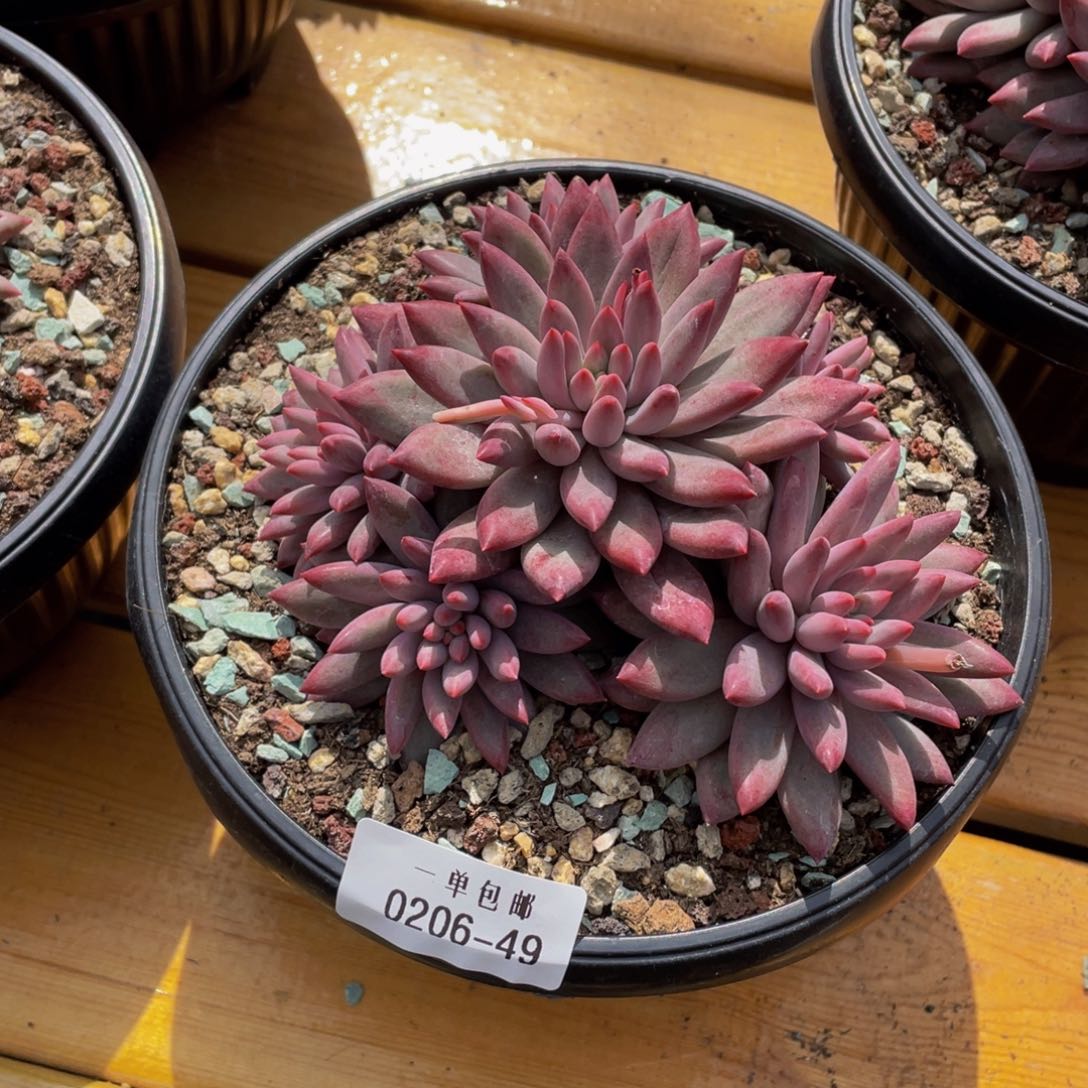 肉*嘟0206-49-虞美人。。。。。