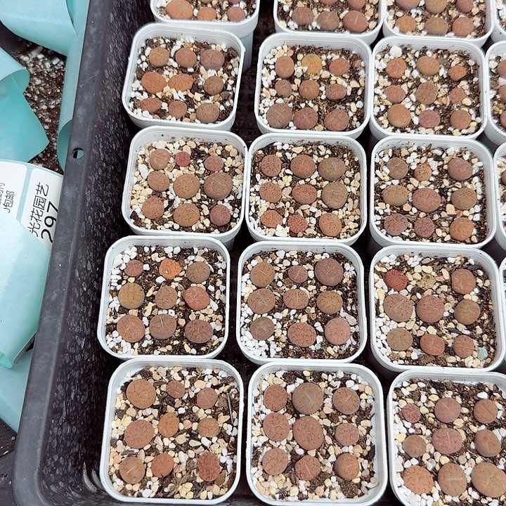 不是很清楚了就是说291好