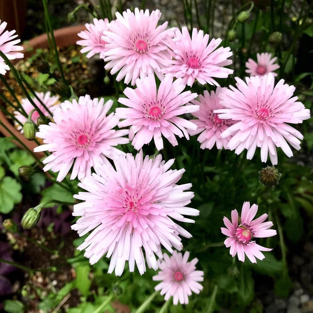 【千行园艺】粉色蒲公英千本蒲公英盆栽花园阳台春季好养可爱小盆花