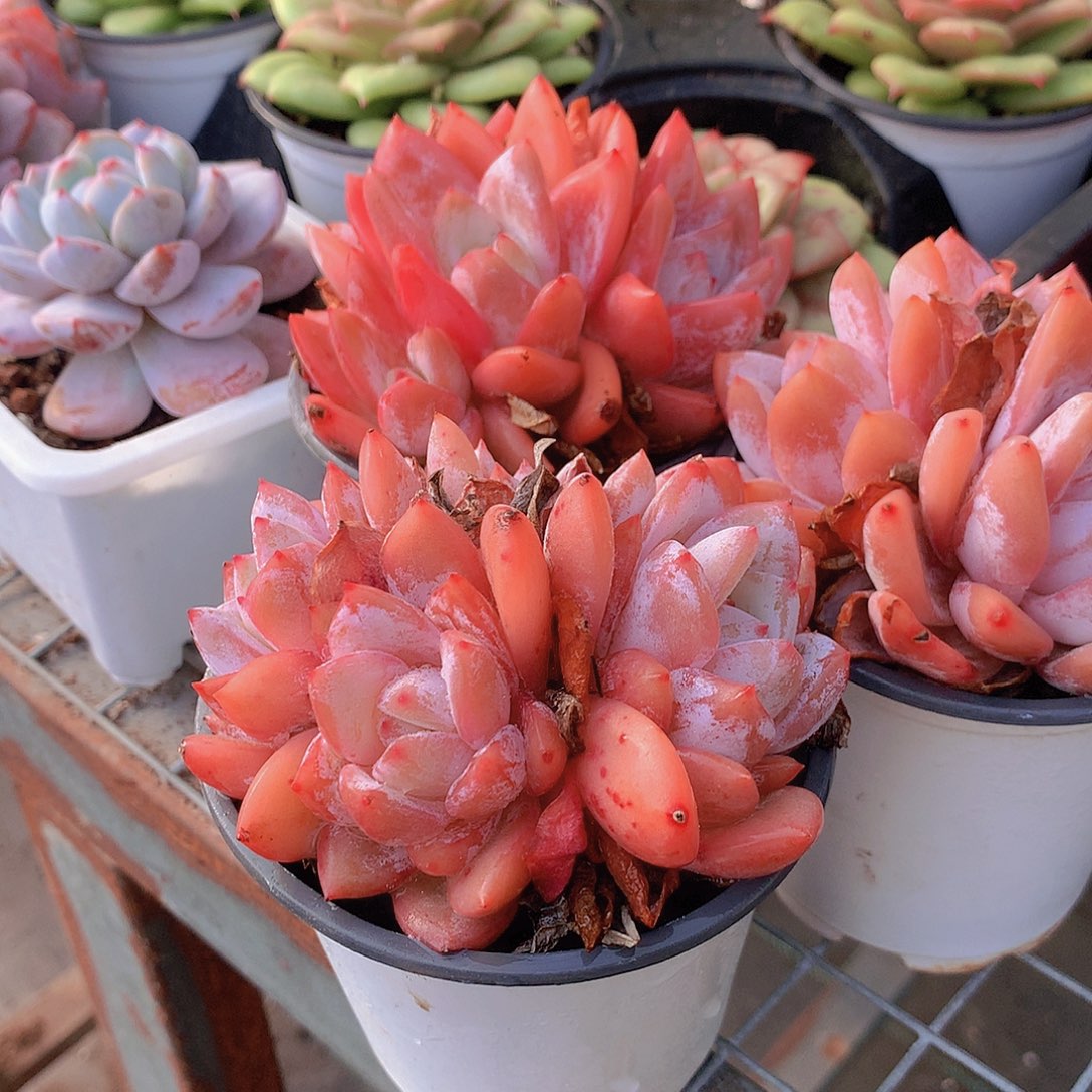 多头嫦娥仙子4677899000000