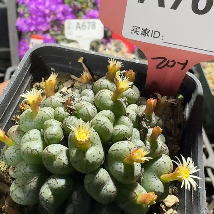 密密麻麻密密麻麻760