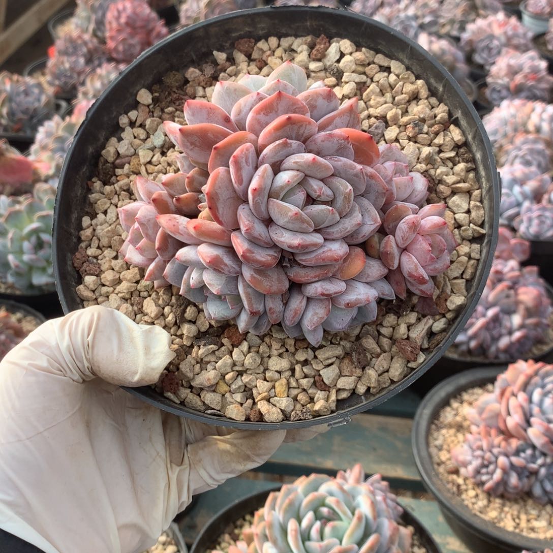 无花朵哈哈哈哈哈哈哈哈哈16