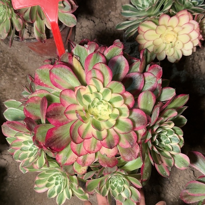 5-30海王多肉法师